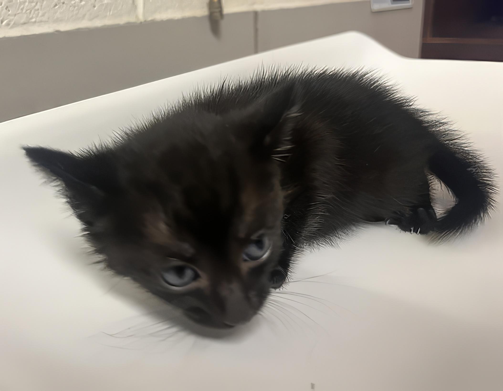 Lyla The Loud, adopted, Kitten Female Domestic Short Hair.