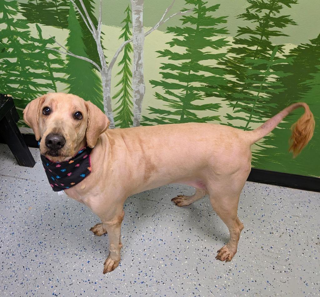 Enlarge Cookie, a Adoptable mixed breed in Logan, UT image 2/2