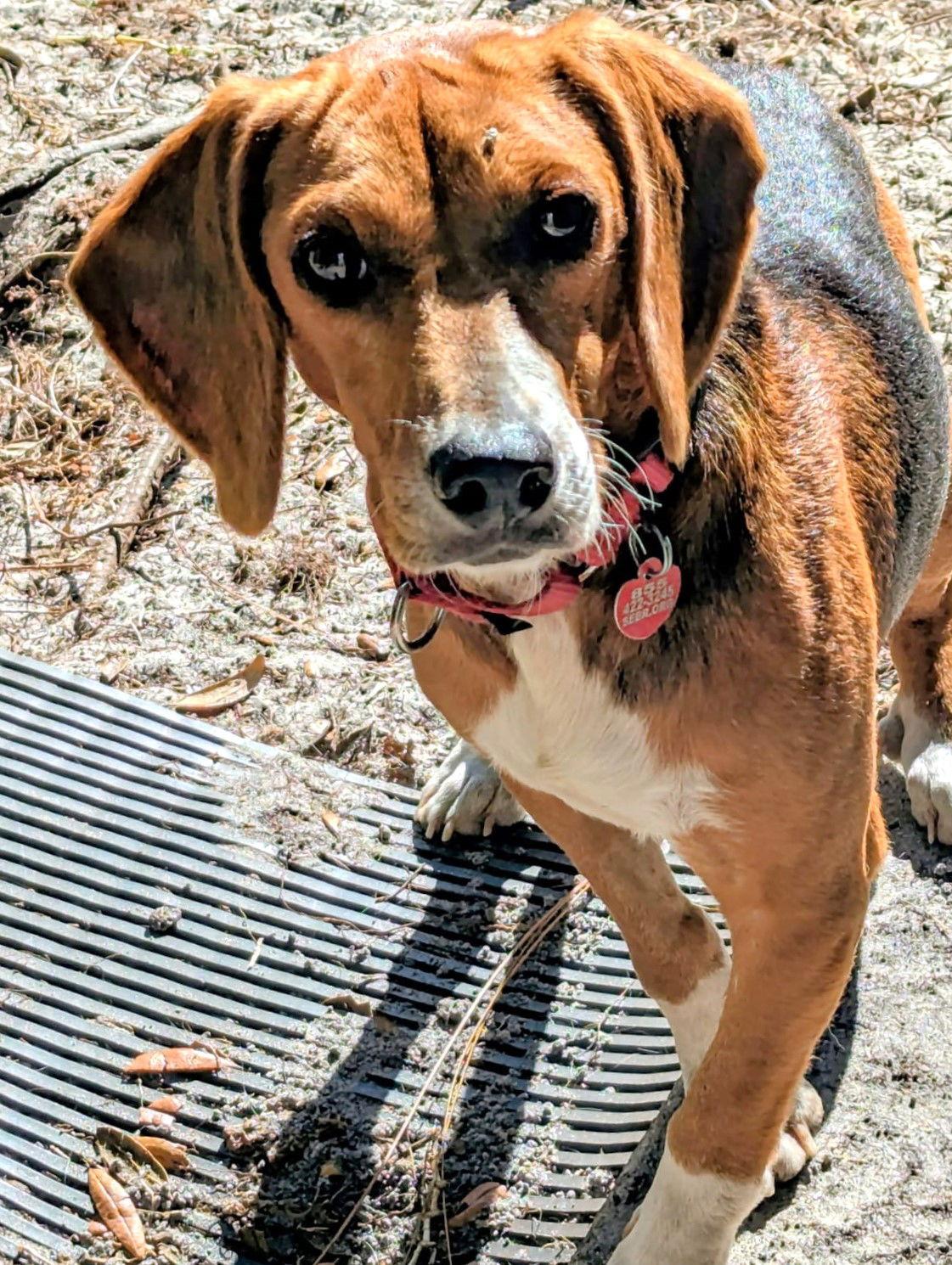 Pooh, Adoptable, Young Male Beagle.