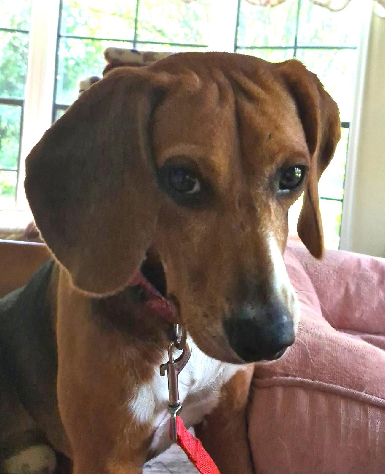 Pooh, Adoptable, Adult Male Beagle.