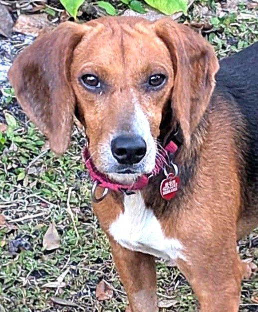 Enlarge Pooh, a Adoptable Beagle in Dunnellon, FL image 2/3