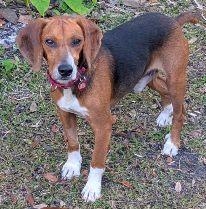 Enlarge Pooh, a Adoptable Beagle in Dunnellon, FL image 3/3