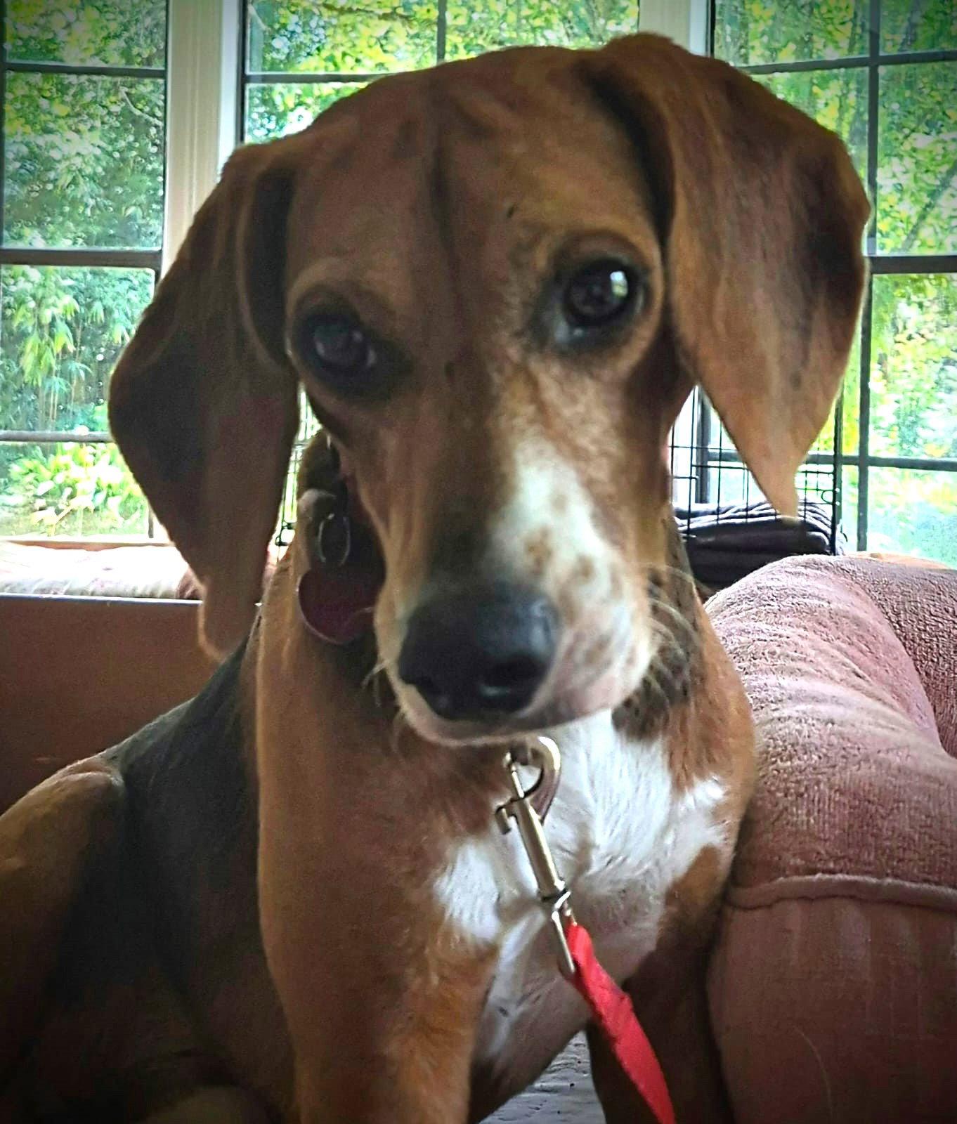 Pooh, a Adoptable Beagle in Dunnellon, FL image 3/3