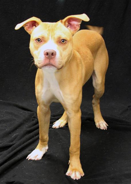 OLEANDER, Adoptable, Young Male American Bulldog.