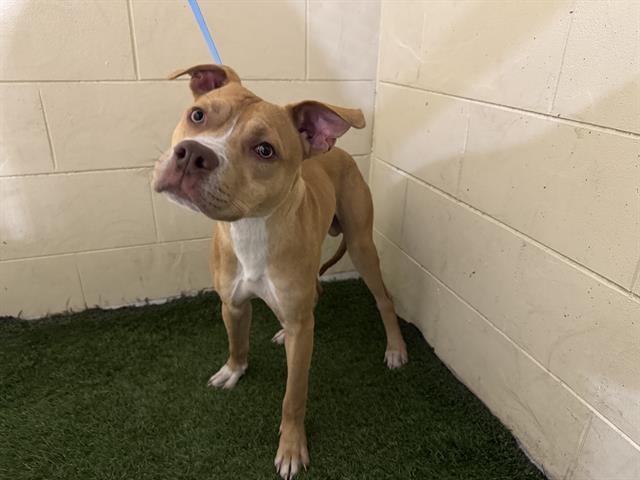 Enlarge OLEANDER, a Adoptable American Bulldog in Winter Haven, FL image 1/1