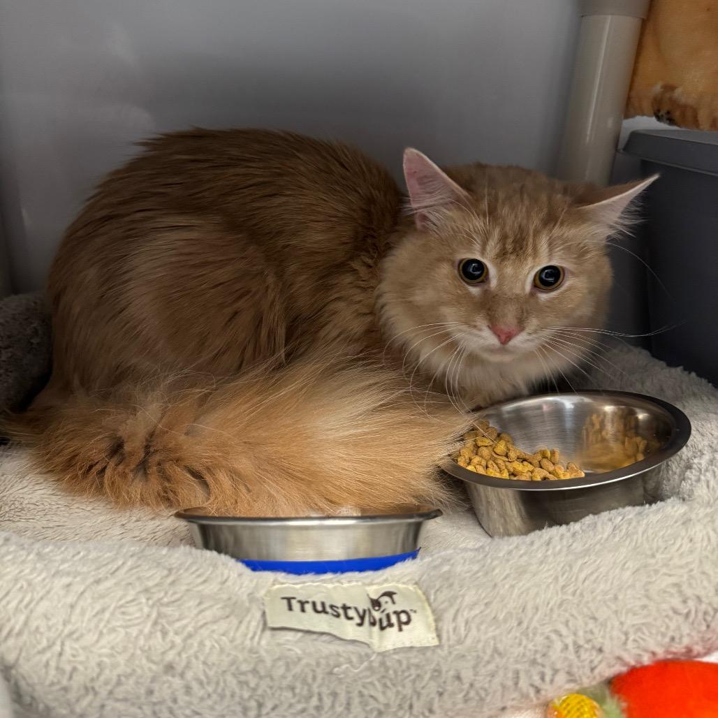 Creamsicle, Adoptable, Adult Male Domestic Medium Hair.