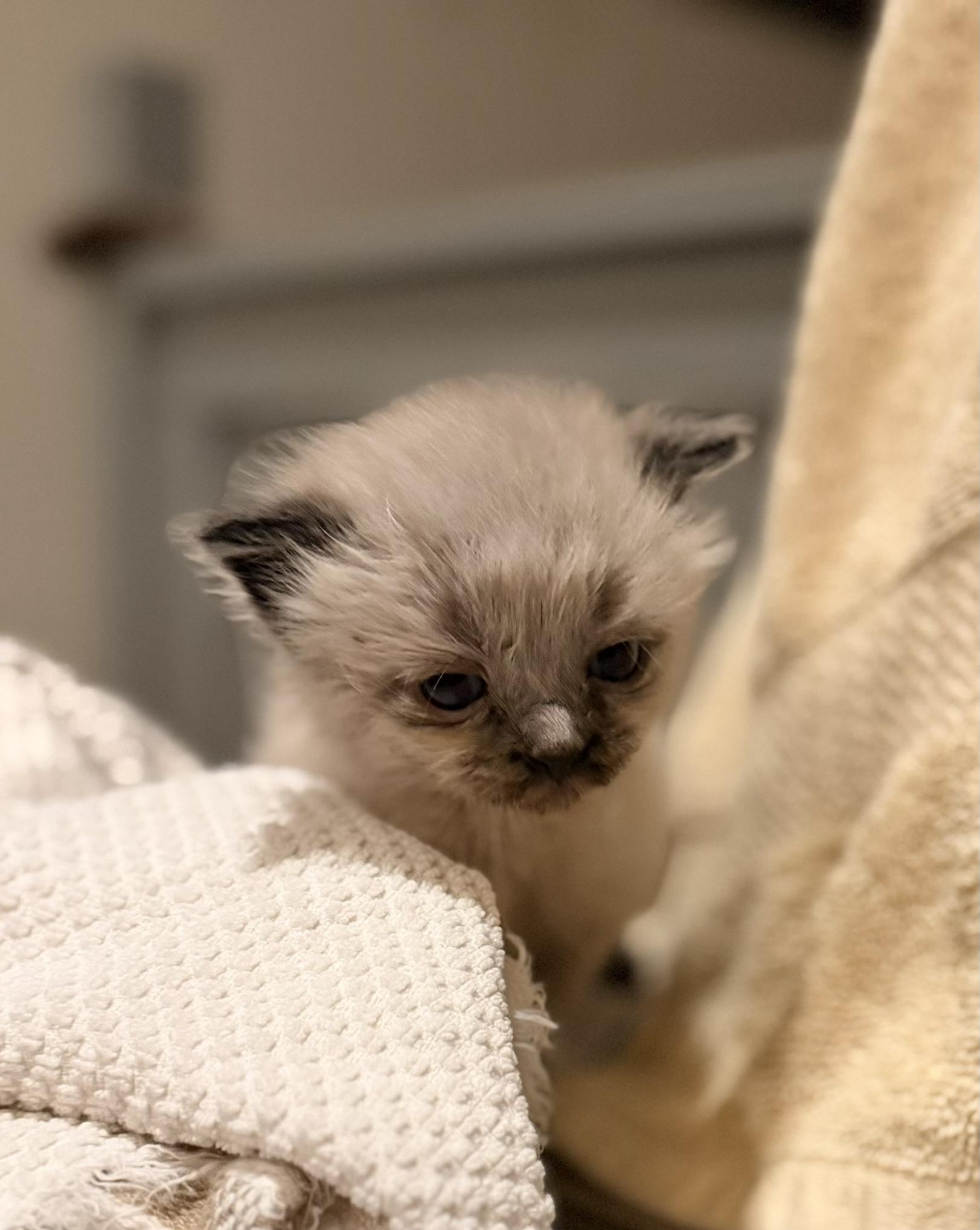 Kashmir, Adoptable, Kitten Female Siamese.