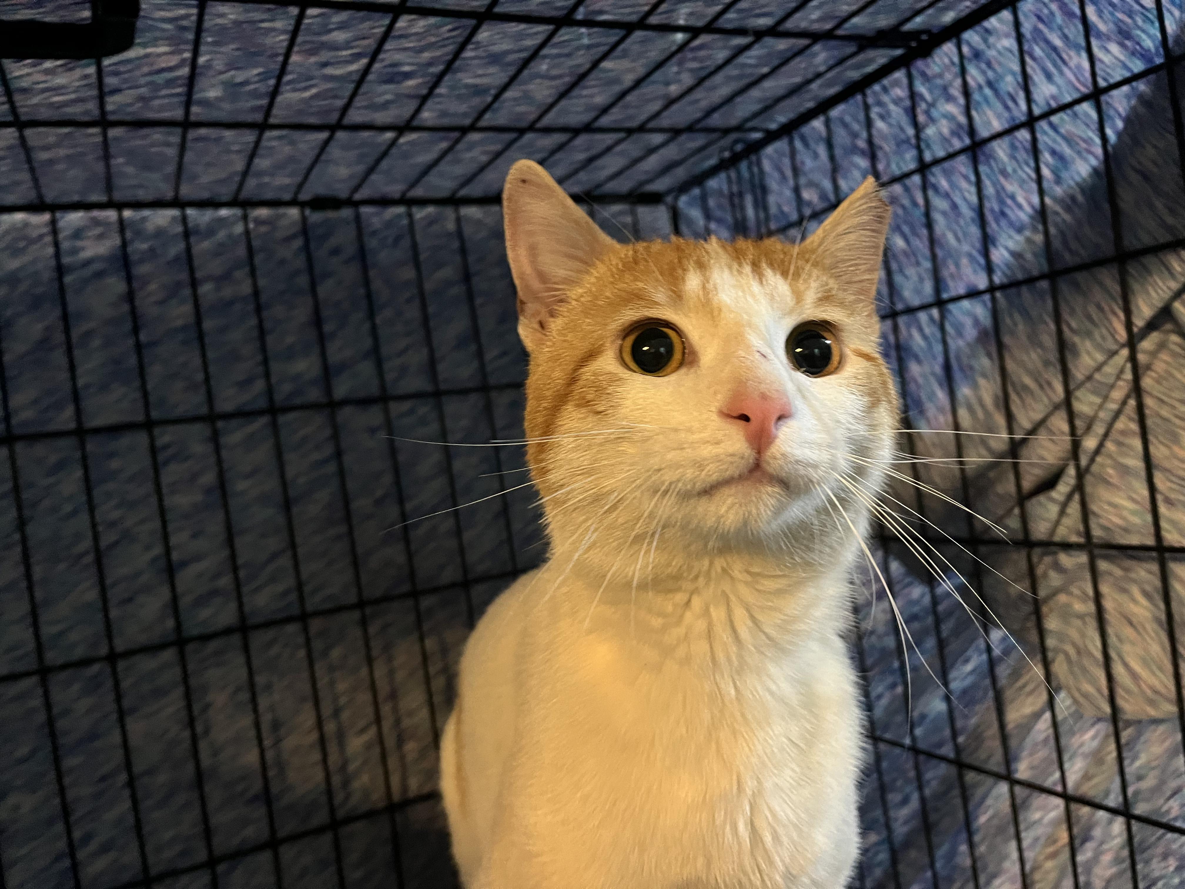 Enlarge Viking, a ADOPTABLE Domestic Short Hair in Murfreesboro, TN image 2/3