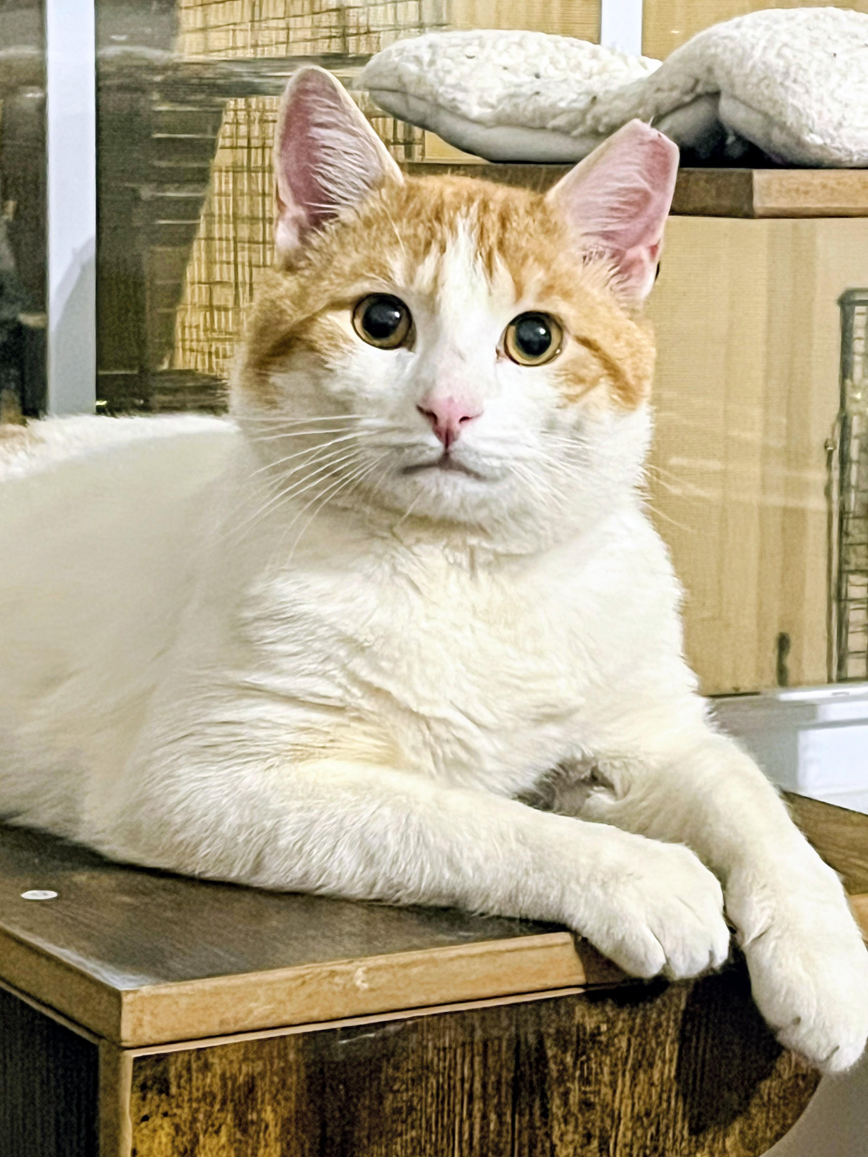 Enlarge Viking, a ADOPTABLE Domestic Short Hair in Murfreesboro, TN image 1/3