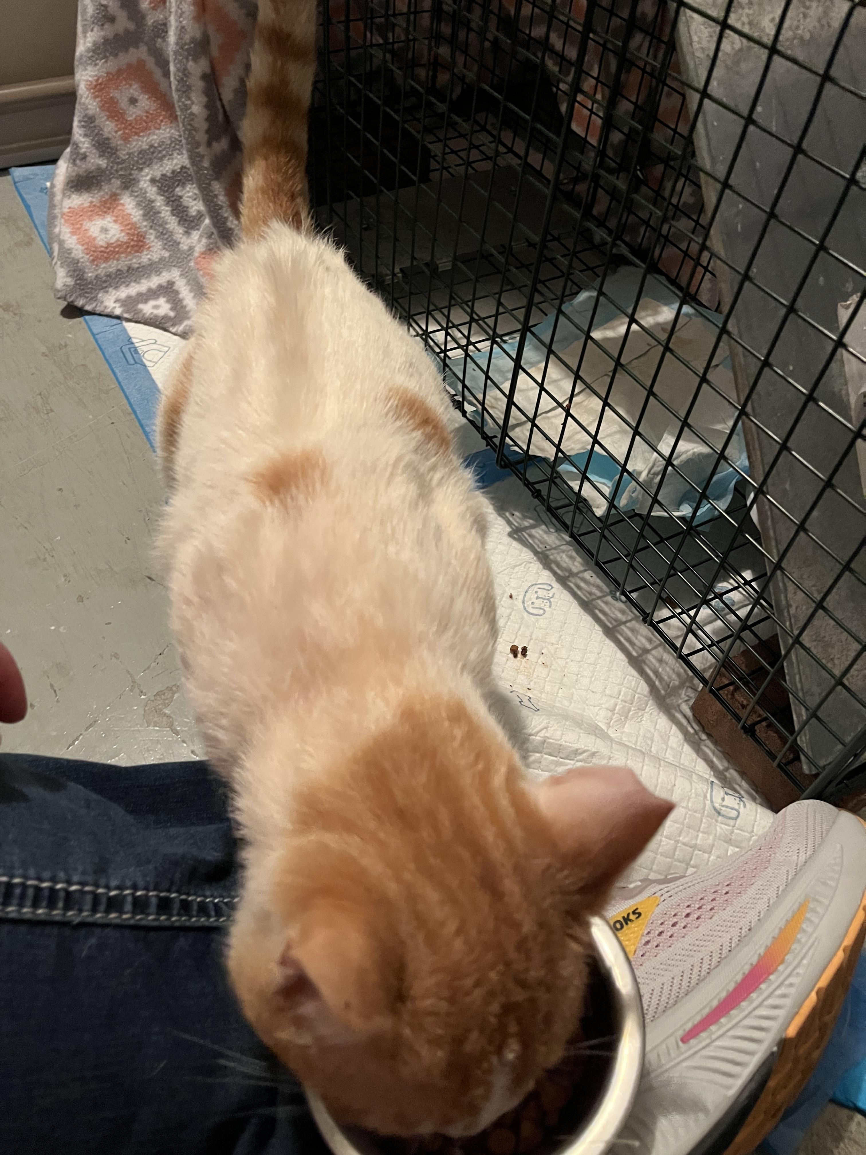 Enlarge Viking, a ADOPTABLE Domestic Short Hair in Murfreesboro, TN image 3/3