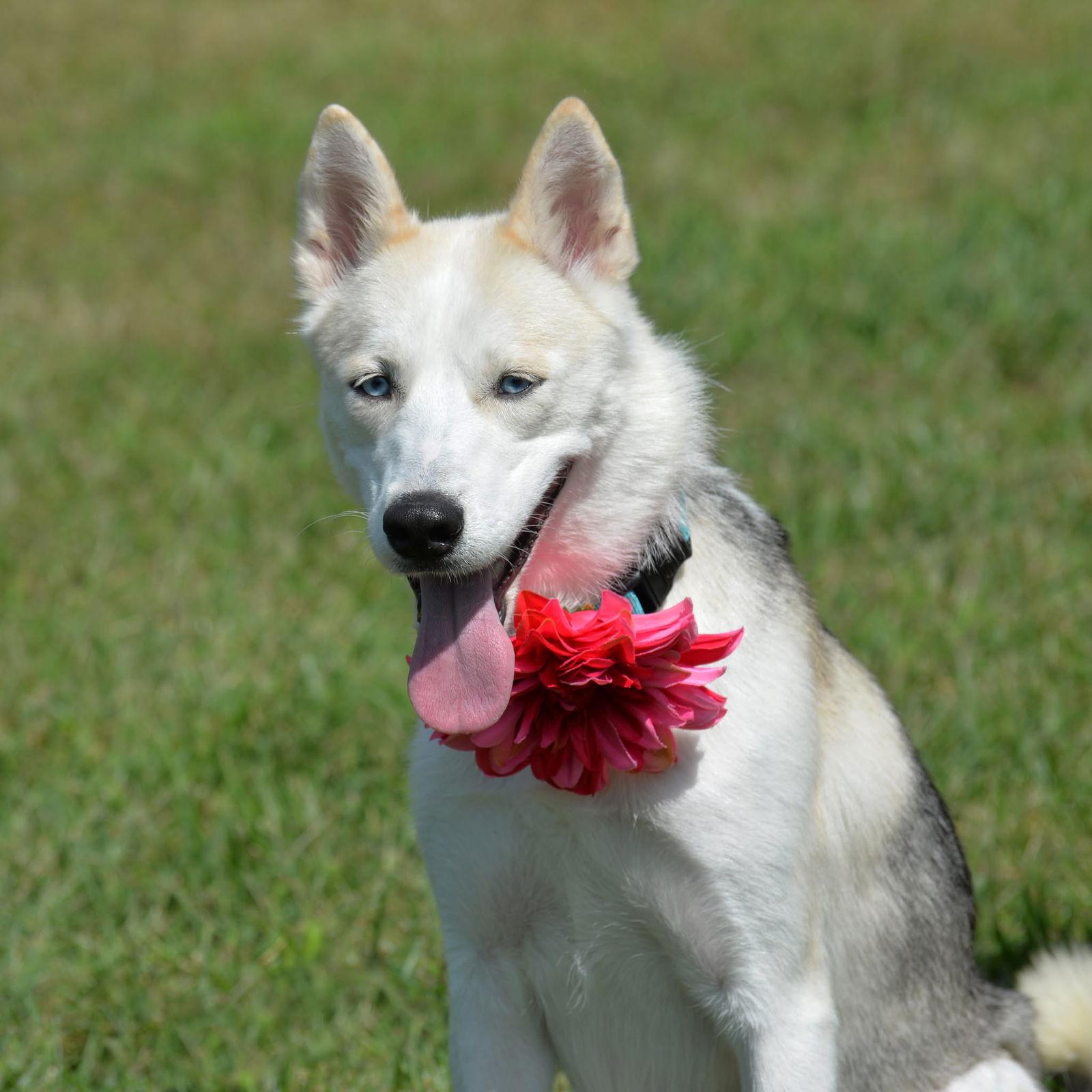 Zia, Adoptable, Young Female Siberian Husky.