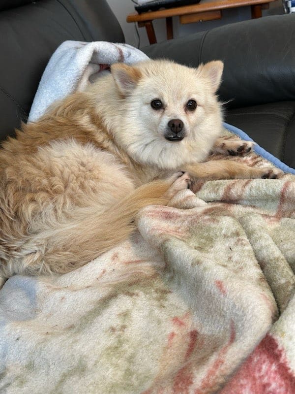 Enlarge Princesse, a Adopted mixed breed in St-Valerien, QC image 1/3