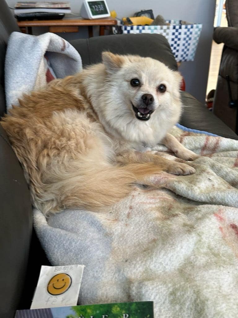 Enlarge Princesse, a Adopted mixed breed in St-Valerien, QC image 3/3