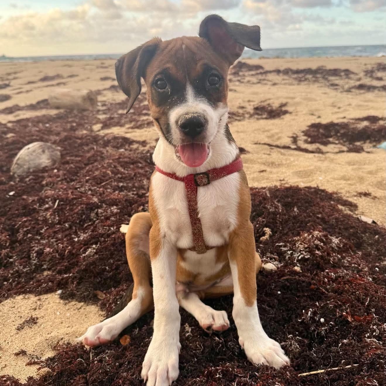 Enlarge Benny, a Adoptable Mixed Breed in West Nyack, NY image 1/6