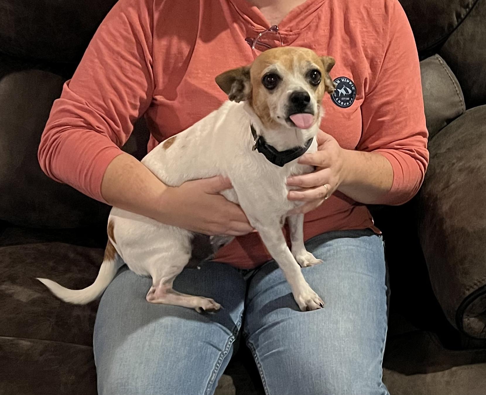 Enlarge Millie, a Adoptable mixed breed in Chatham, NJ image 1/6