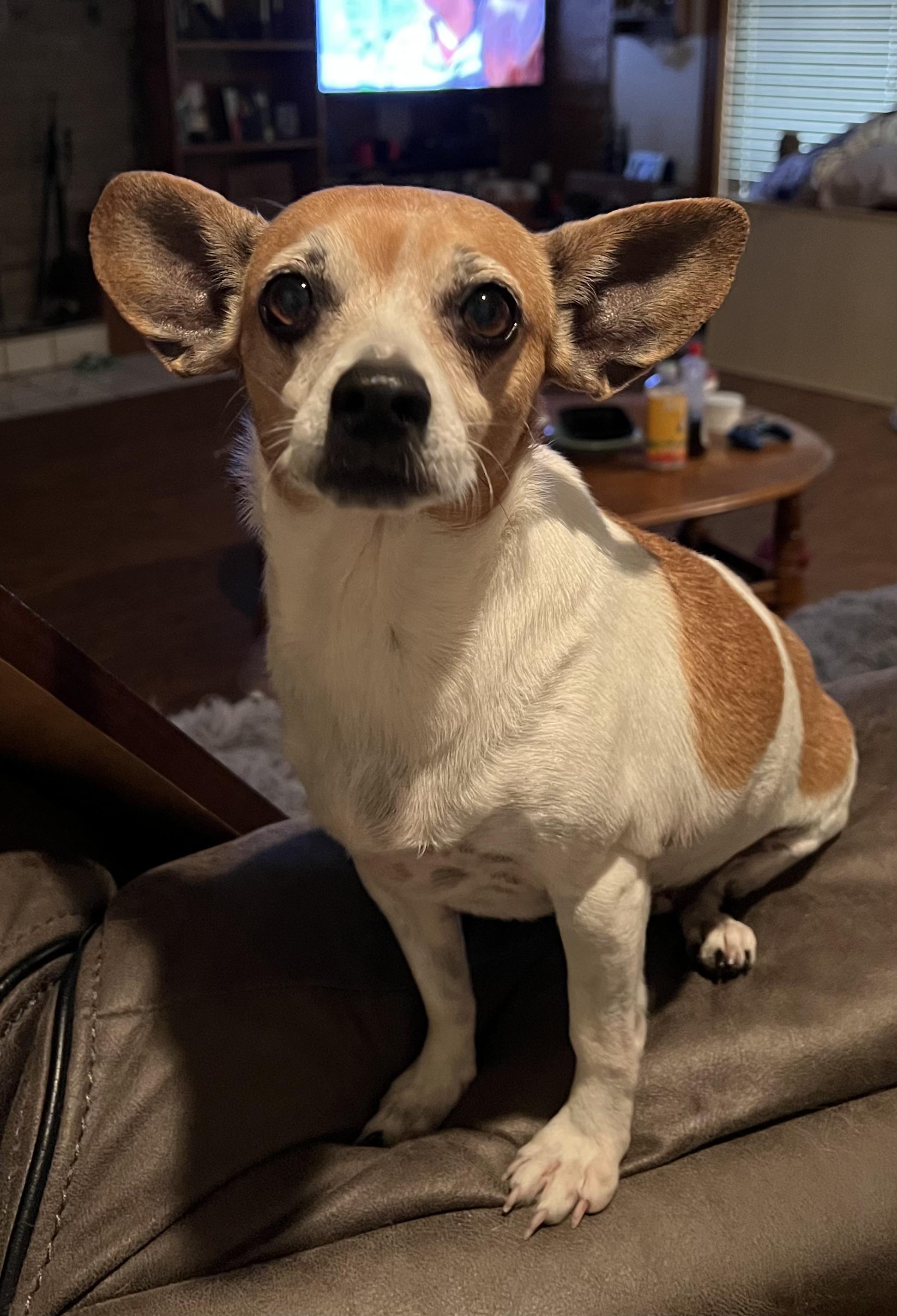 Enlarge Millie, a Adoptable mixed breed in Chatham, NJ image 2/6