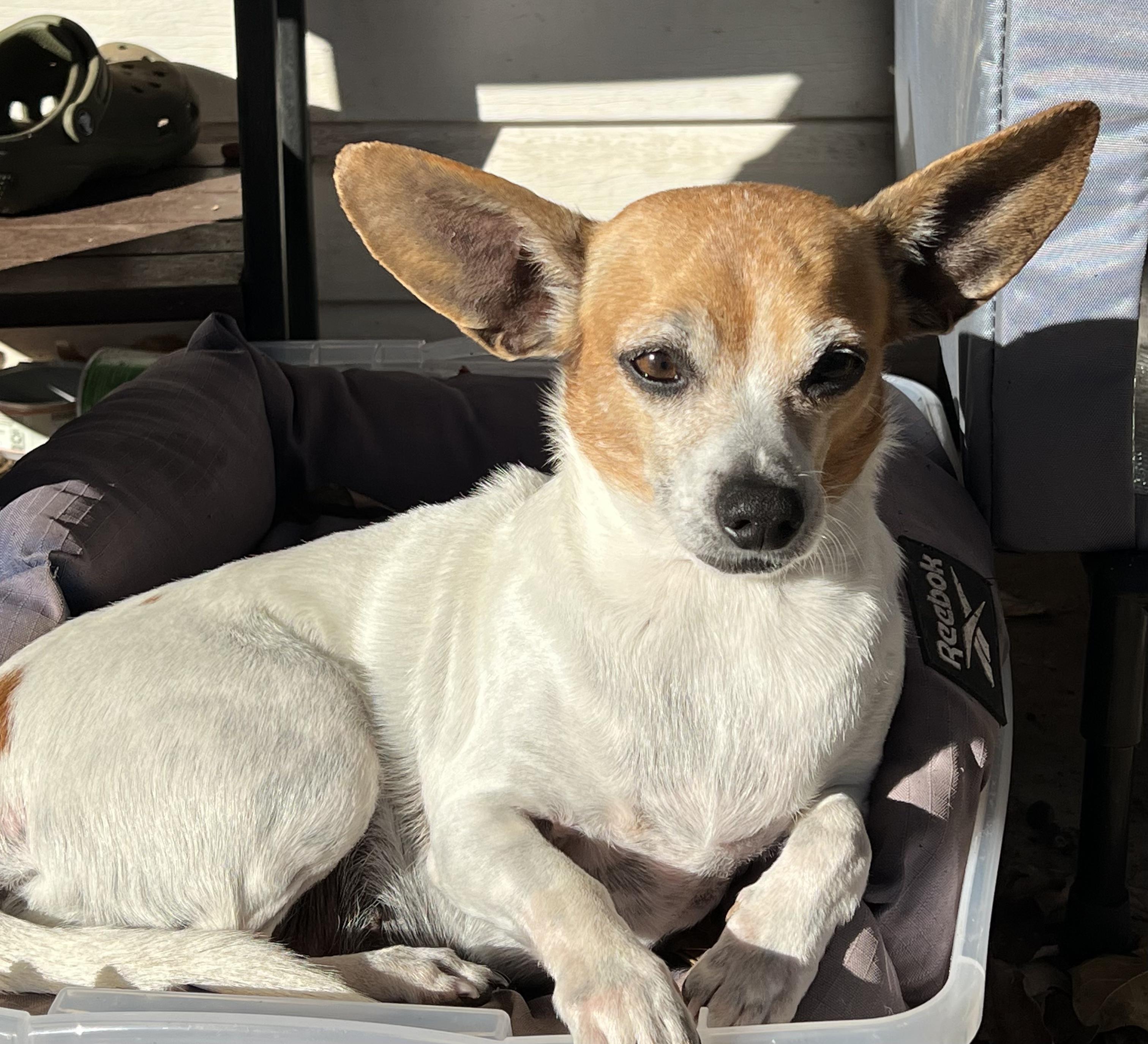 Enlarge Millie, a Adoptable mixed breed in Chatham, NJ image 3/6