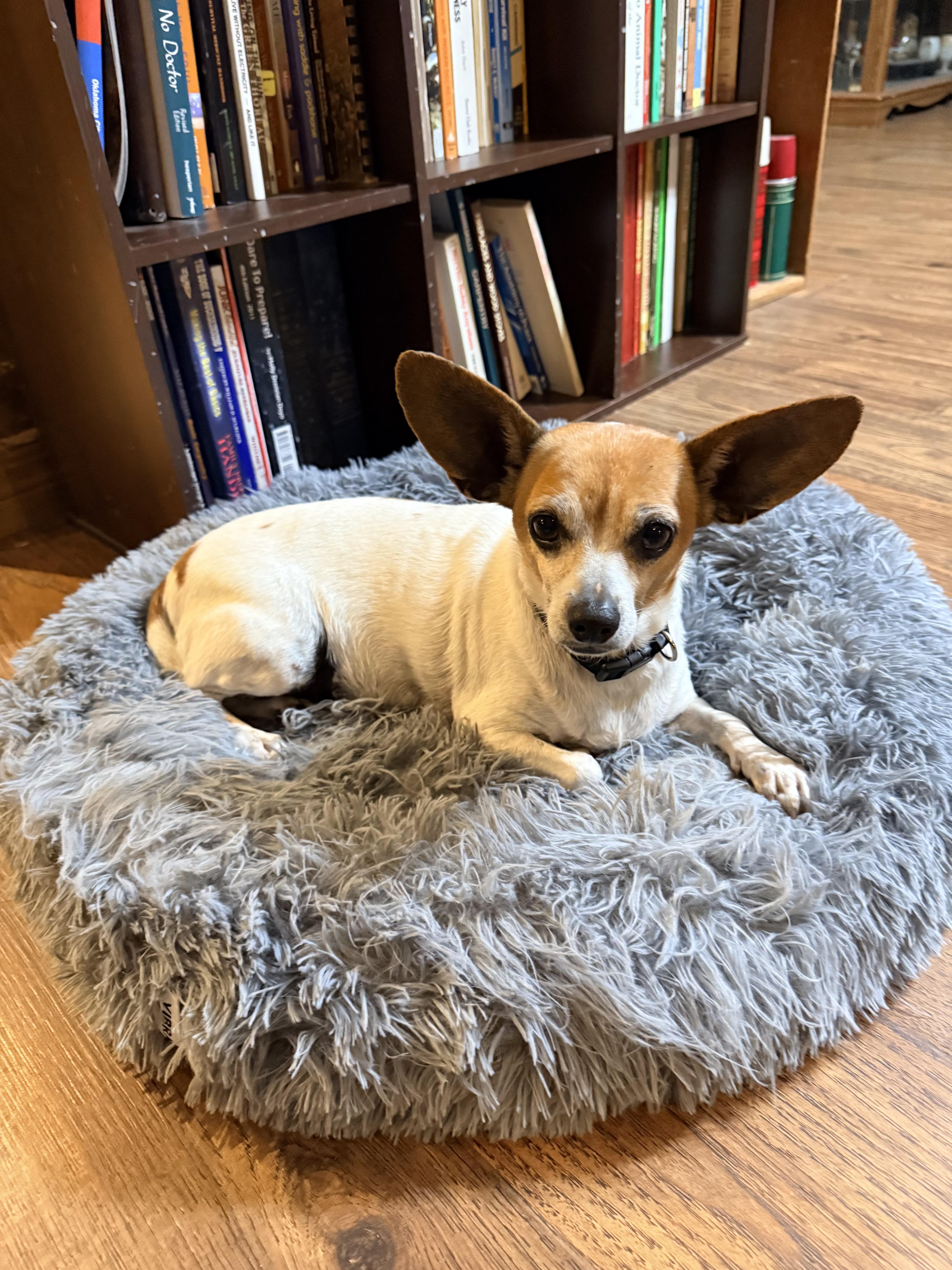 Enlarge Millie, a Adoptable mixed breed in Chatham, NJ image 6/6