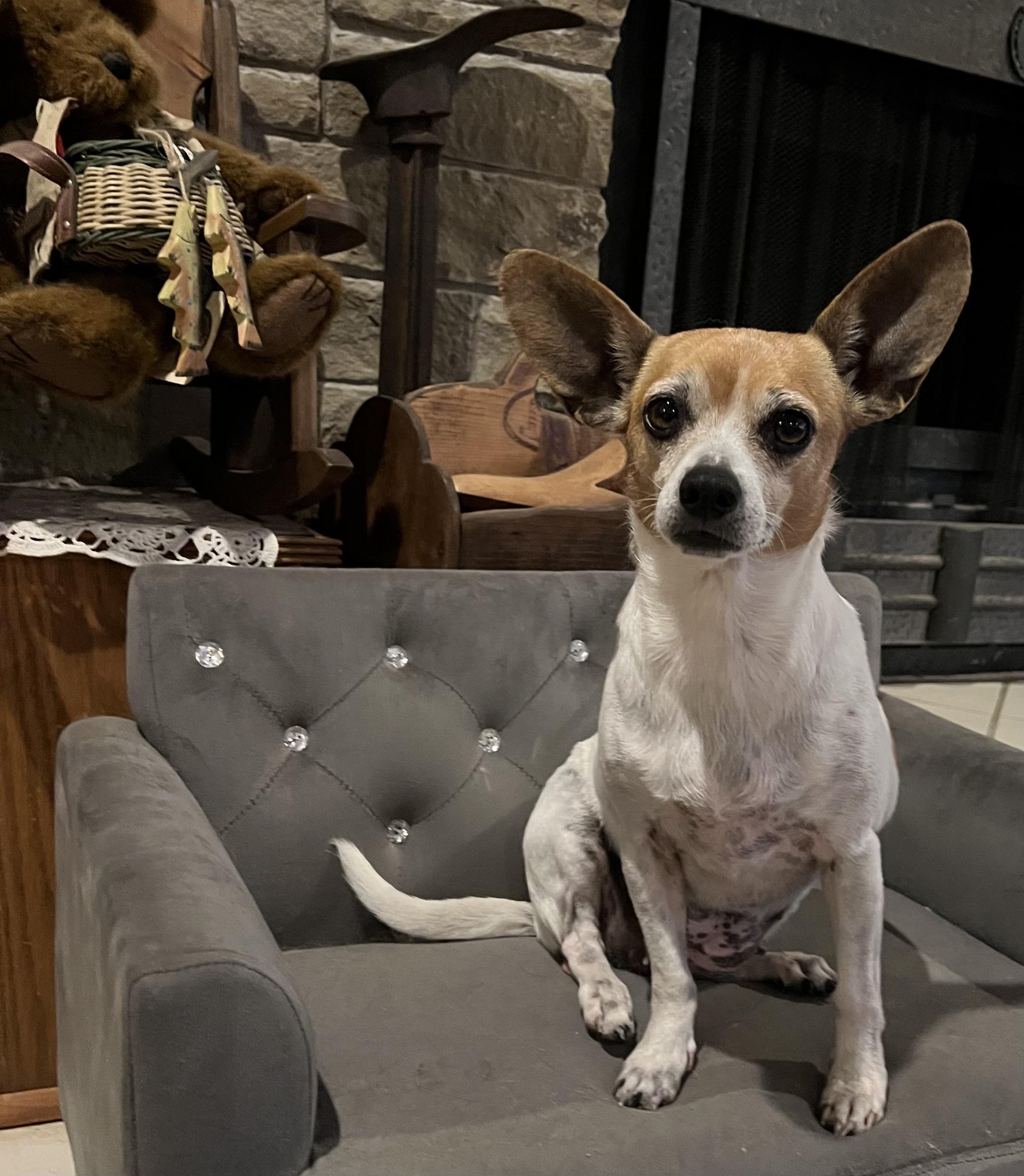 Enlarge Millie, a Adoptable mixed breed in Chatham, NJ image 4/6