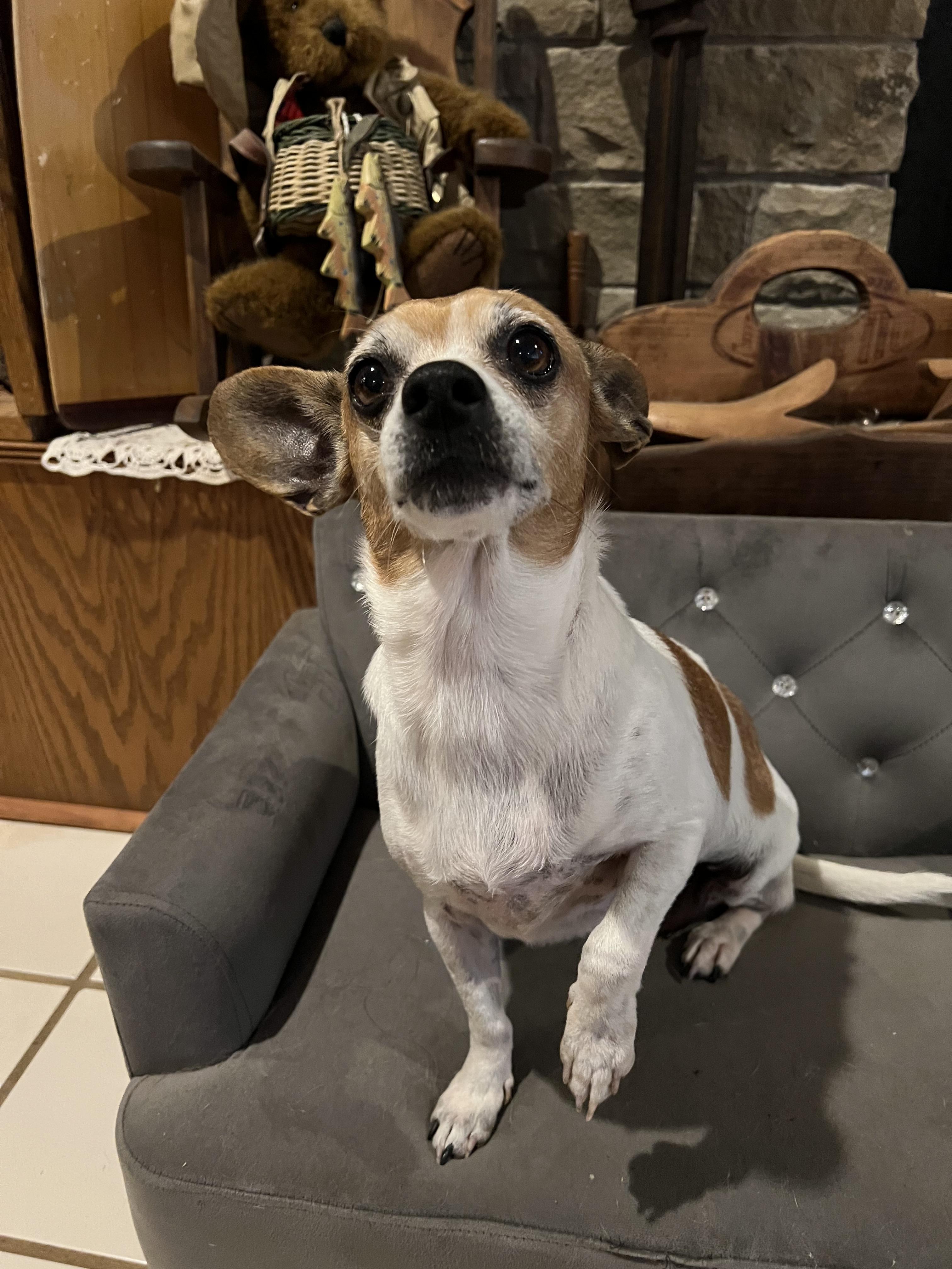 Enlarge Millie, a Adoptable mixed breed in Chatham, NJ image 5/6