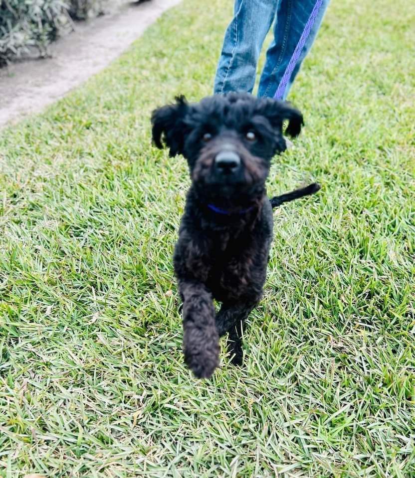 Mimi, a Adoptable mixed breed in Rancho Santa Fe, CA image 1/2