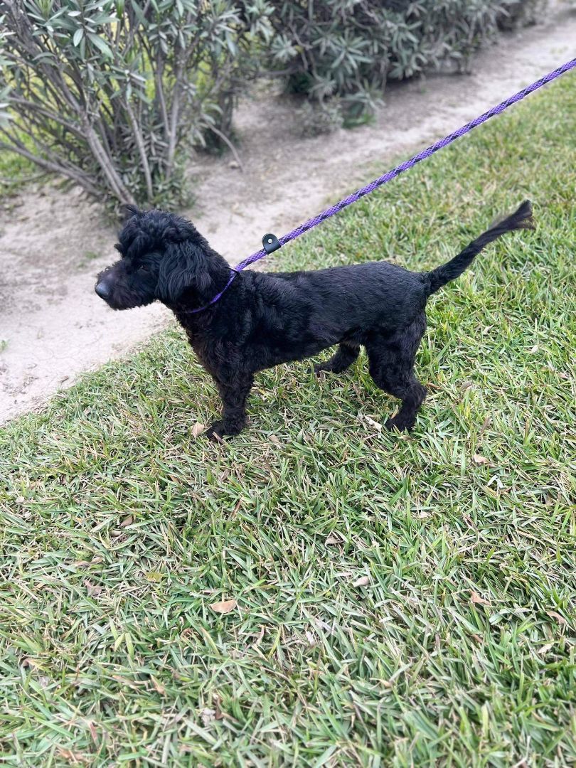 Mimi, a Adoptable mixed breed in Rancho Santa Fe, CA image 2/2