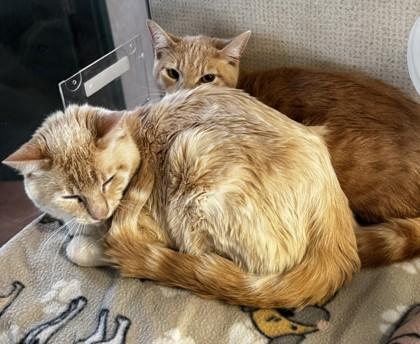 Whiskeroni- BONDED TO WAFFLETON, an adopted Domestic Short Hair in Stanwood, WA image 2/2