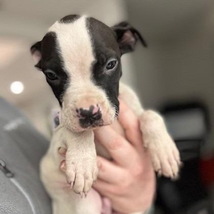 Enlarge Carl, a Adoptable mixed breed in Indianapolis, IN image 1/2