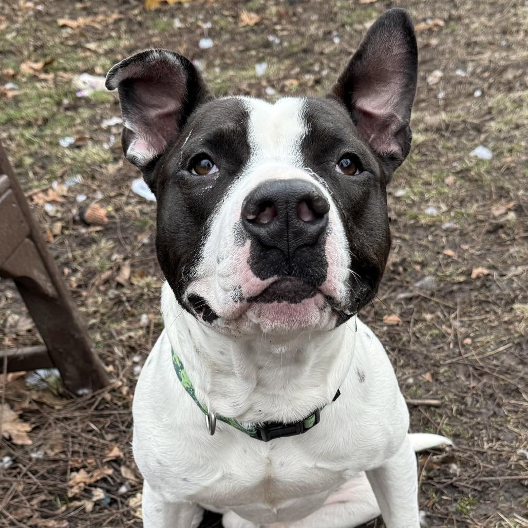 Enlarge Carl, a Adoptable mixed breed in Indianapolis, IN image 2/2