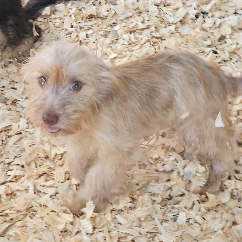 Boone, Adoptable, Puppy Male Terrier.