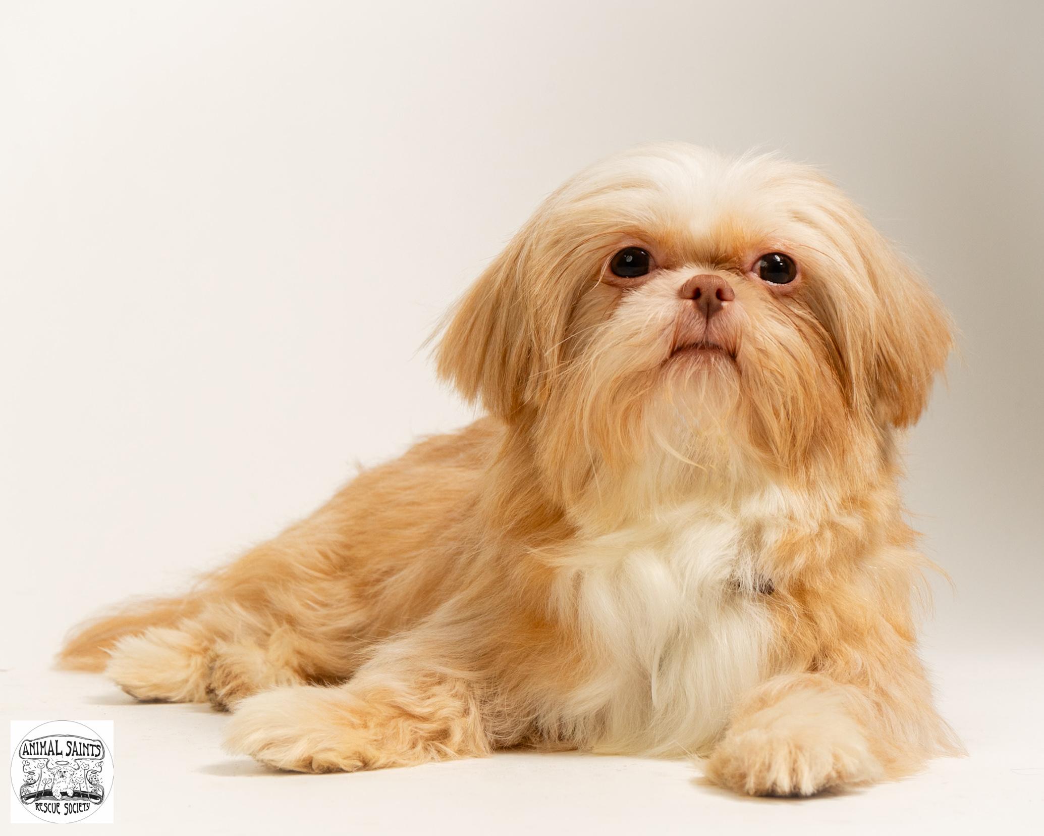 Clementine, a ADOPTABLE Shih Tzu in Fort Montgomery, NY image 2/5