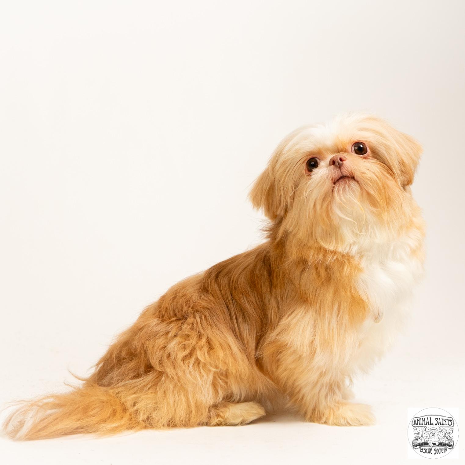 Clementine, a ADOPTABLE Shih Tzu in Fort Montgomery, NY image 4/5