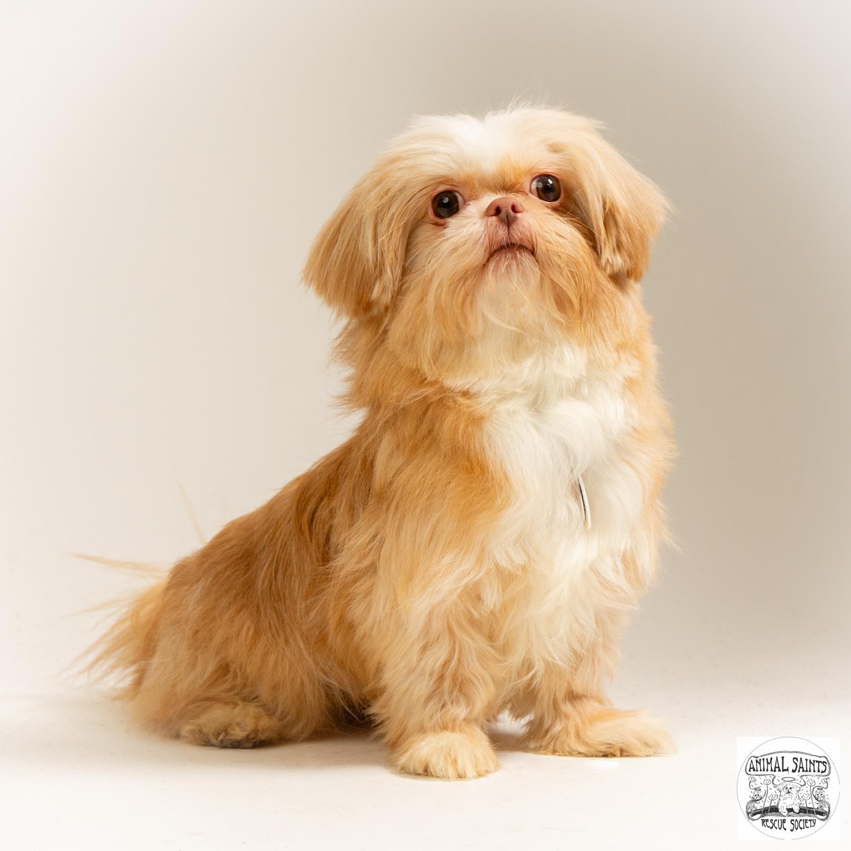 Clementine, ADOPTABLE, Young Female Shih Tzu.