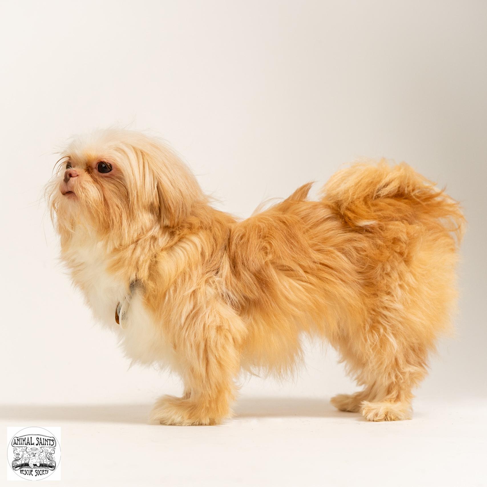 Clementine, a ADOPTABLE Shih Tzu in Fort Montgomery, NY image 5/5