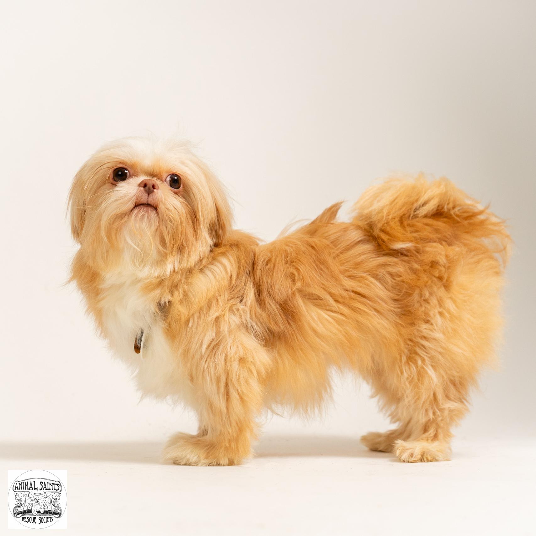 Clementine, a ADOPTABLE Shih Tzu in Fort Montgomery, NY image 3/5