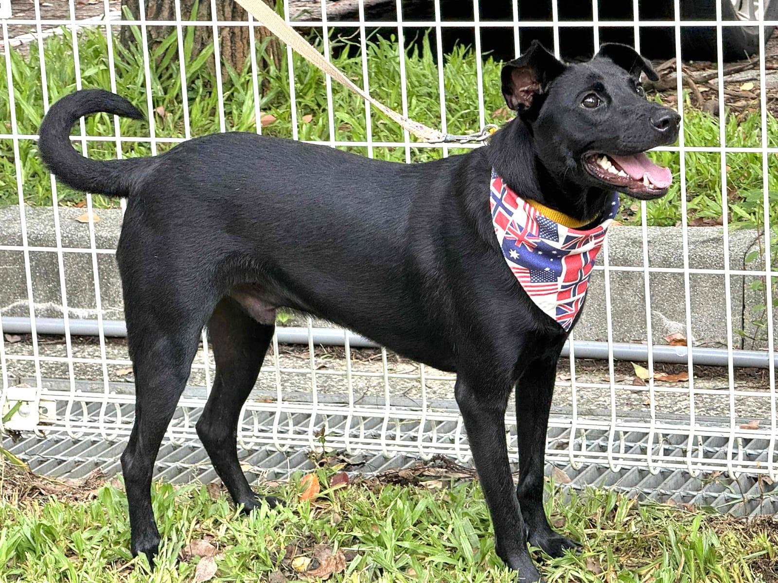 Enlarge Hero, a Adoptable mixed breed in New York, NY image 4/6