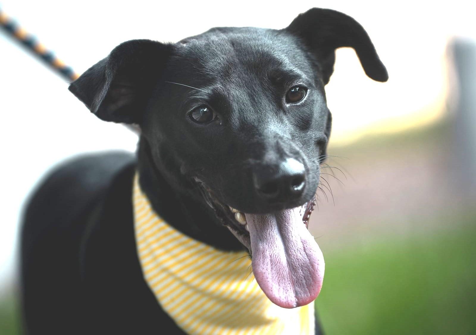 Enlarge Hero, a Adoptable mixed breed in New York, NY image 6/6