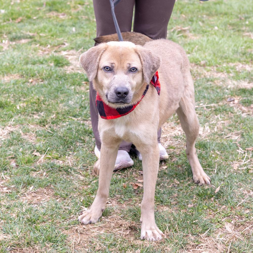 Enlarge Denny  (Male)  , a Adoptable mixed breed in West Grove, PA image 4/6