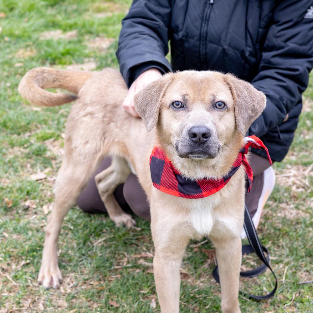 Enlarge Denny  (Male)  , a Adoptable mixed breed in West Grove, PA image 1/6
