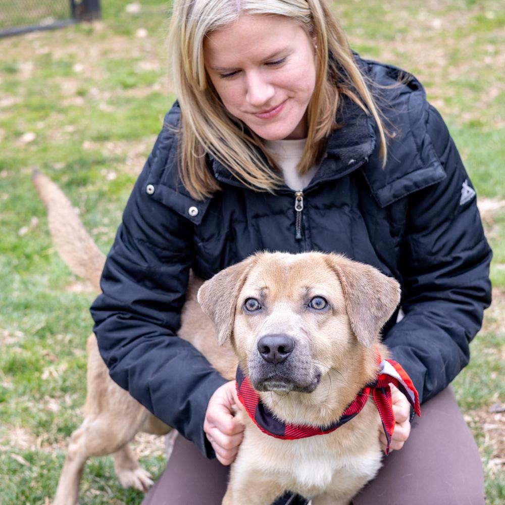 Enlarge Denny  (Male)  , a Adoptable mixed breed in West Grove, PA image 3/6