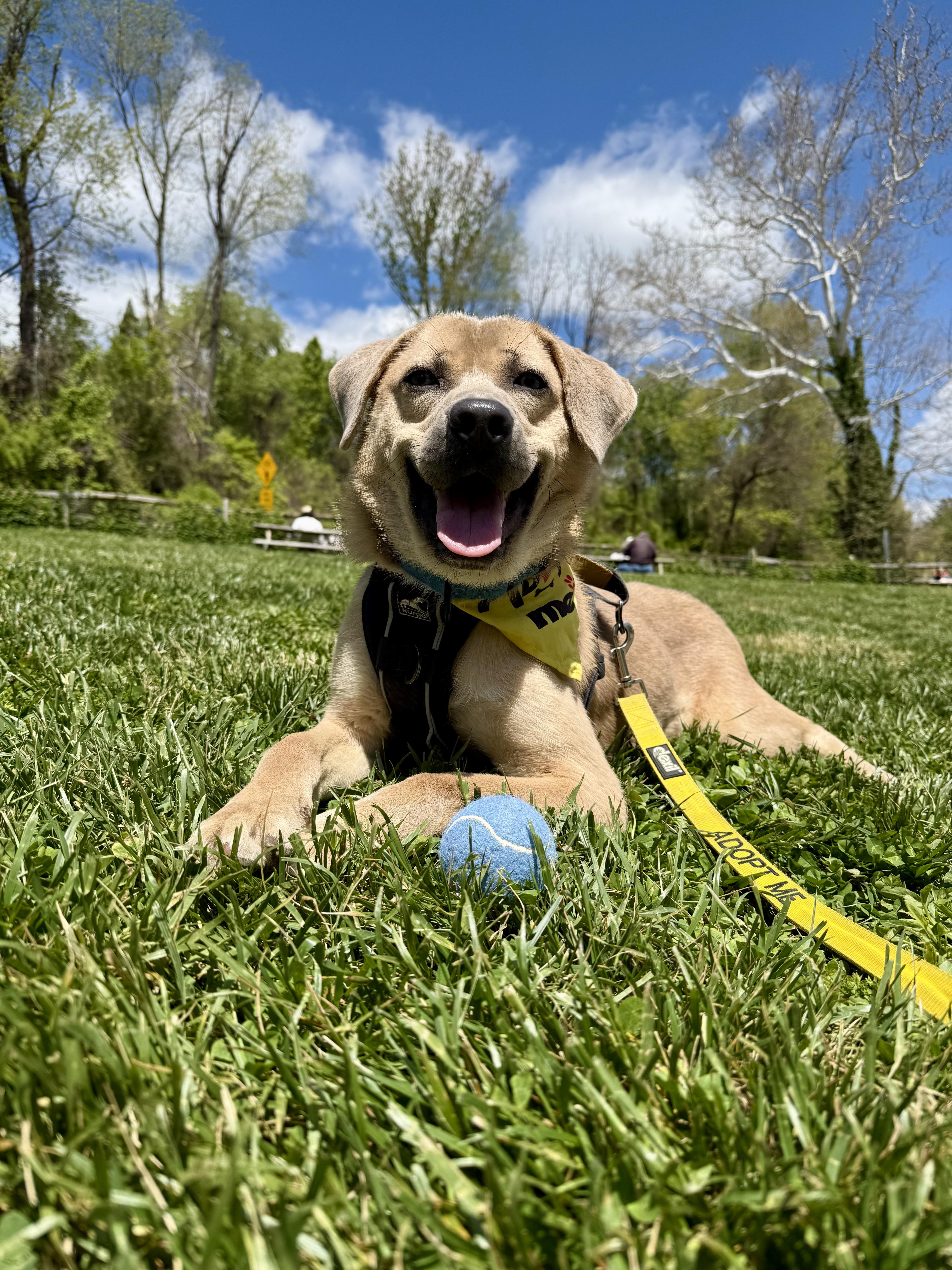 Enlarge Denny  (Male)  , a Adoptable mixed breed in West Grove, PA image 6/6