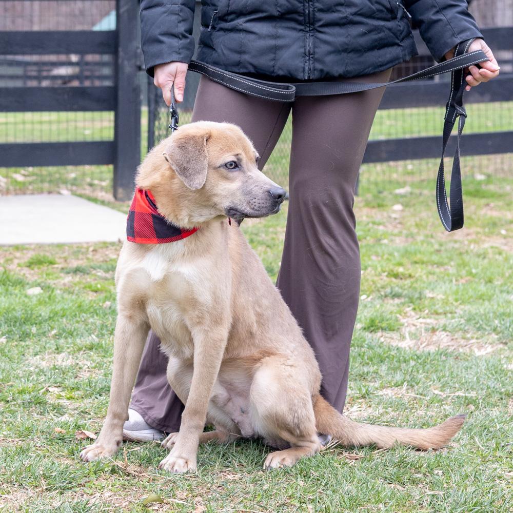 Enlarge Denny  (Male)  , a Adoptable mixed breed in West Grove, PA image 6/6