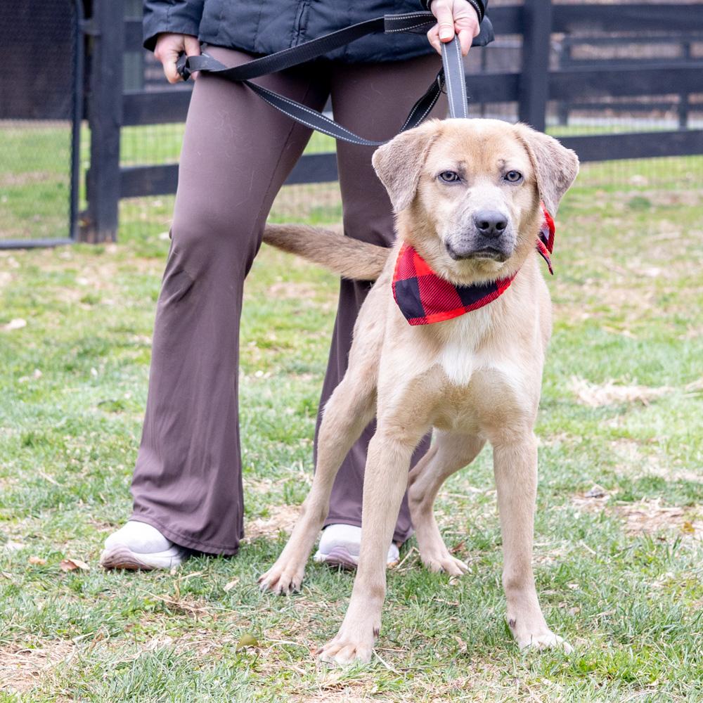 Enlarge Denny  (Male)  , a Adoptable mixed breed in West Grove, PA image 2/6