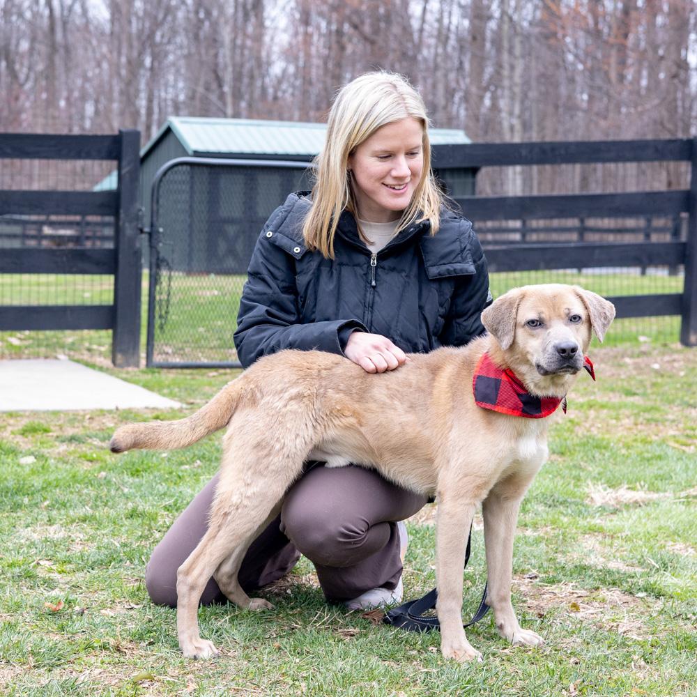 Enlarge Denny  (Male)  , a Adoptable mixed breed in West Grove, PA image 5/6