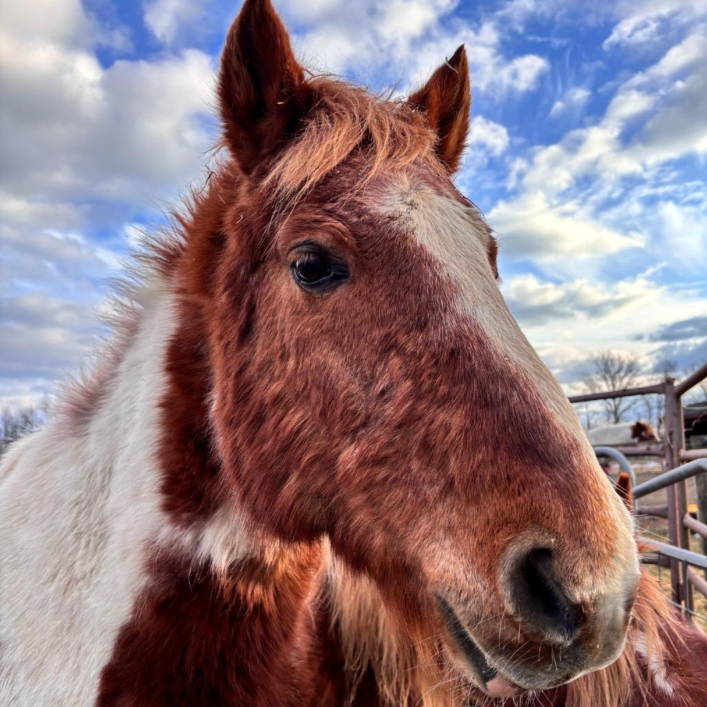 Daisy Chain, Adoptable, Senior Male Quarterhorse & Quarterhorse.