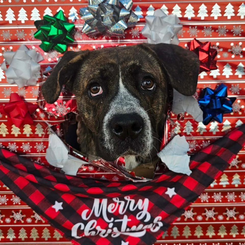 Enlarge BULL  Available NOW - ADOPTION or RESCUE!, a Adoptable Mixed Breed in Nashville, NC image 1/2