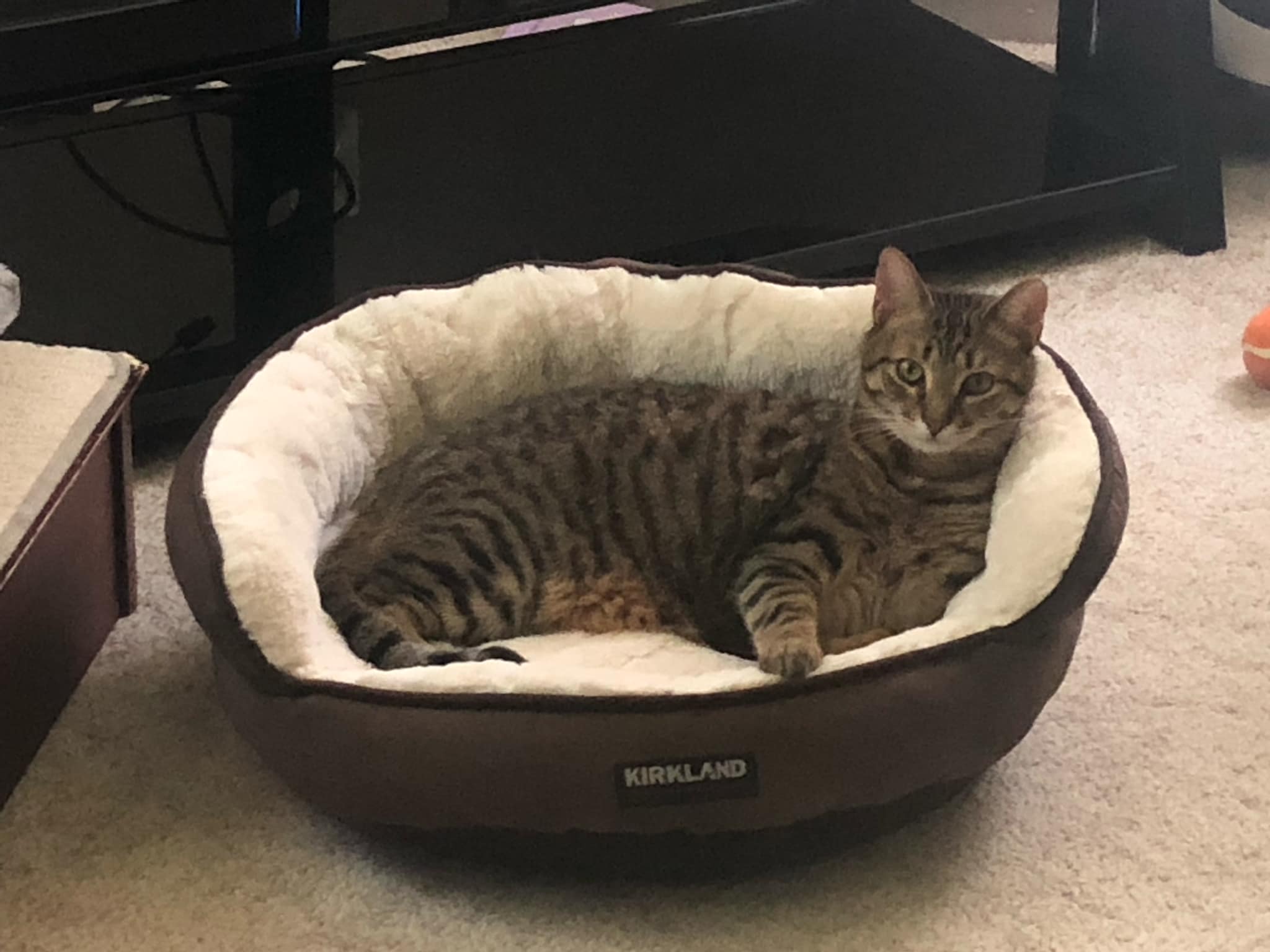 Kitty, a Adoptable Domestic Short Hair in Garden City, MI image 1/5