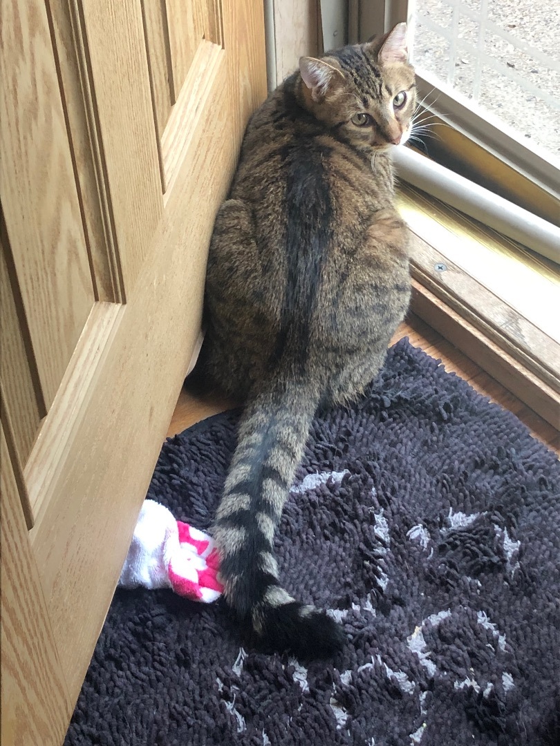 Kitty, a Adoptable Domestic Short Hair in Garden City, MI image 5/5