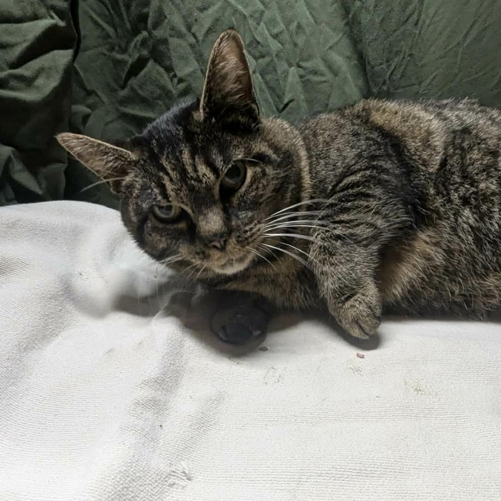 Enlarge Spice, a Adoptable Domestic Short Hair in Melbourne, KY image 1/3