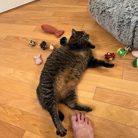 Enlarge Spice, a Adoptable Domestic Short Hair in Melbourne, KY image 2/3